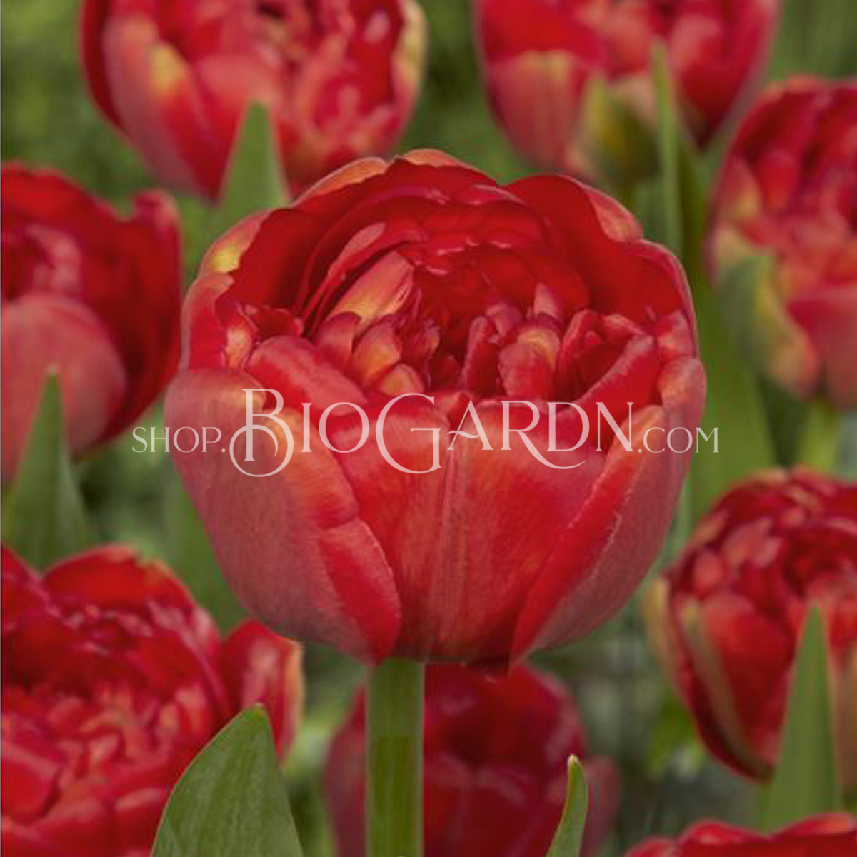 Лале Миранда Tulip Miranda – Биогардн Магазин за Вашата Градина