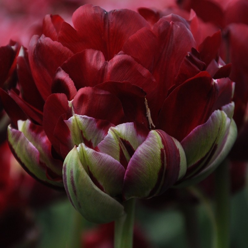 tulipa-uncle-tom-9828