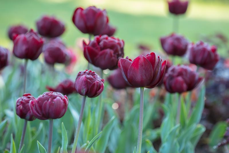 PASHLEY MANOR GARDEN, EAST SUSSEX. CLOSE UP PLANT PORTRAIT OF THE DARK RED FLOWERS OF TULIP - TULIPA 'UNCLE TOM'. BULBS, APRIL, FLOWER, SPRING, DOUBLE, CHOCOLATE, PLUM