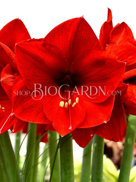 Amaryllis-red jumbo