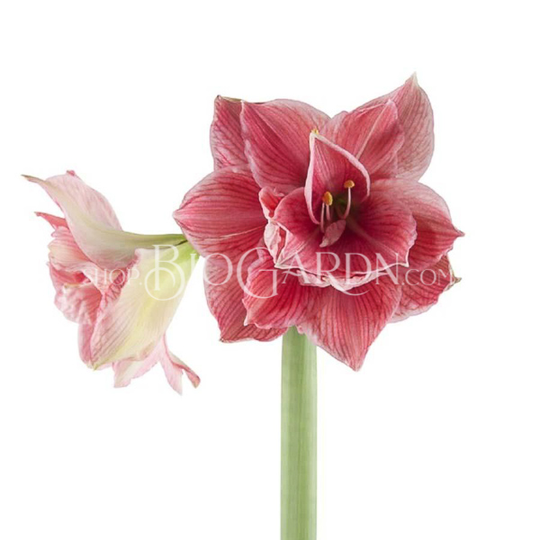 Amaryllis_Sweet_Nymph_