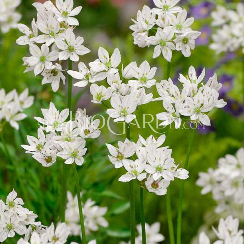 allium-neapolitano_15