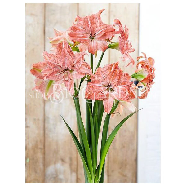 amaryllis-hippeastrum-lady-jane_1