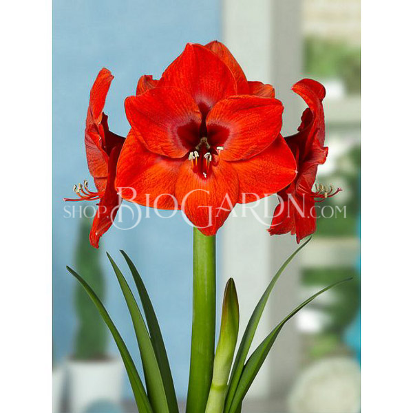 amaryllis-hippeastrum-red-jumbo_1
