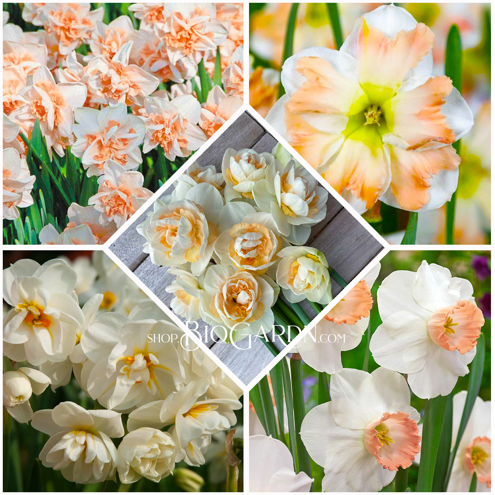 collection daffodil collection daffodil