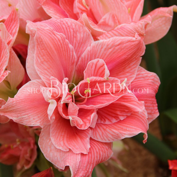 hippeastrum-sweet-nymph-reg-15060