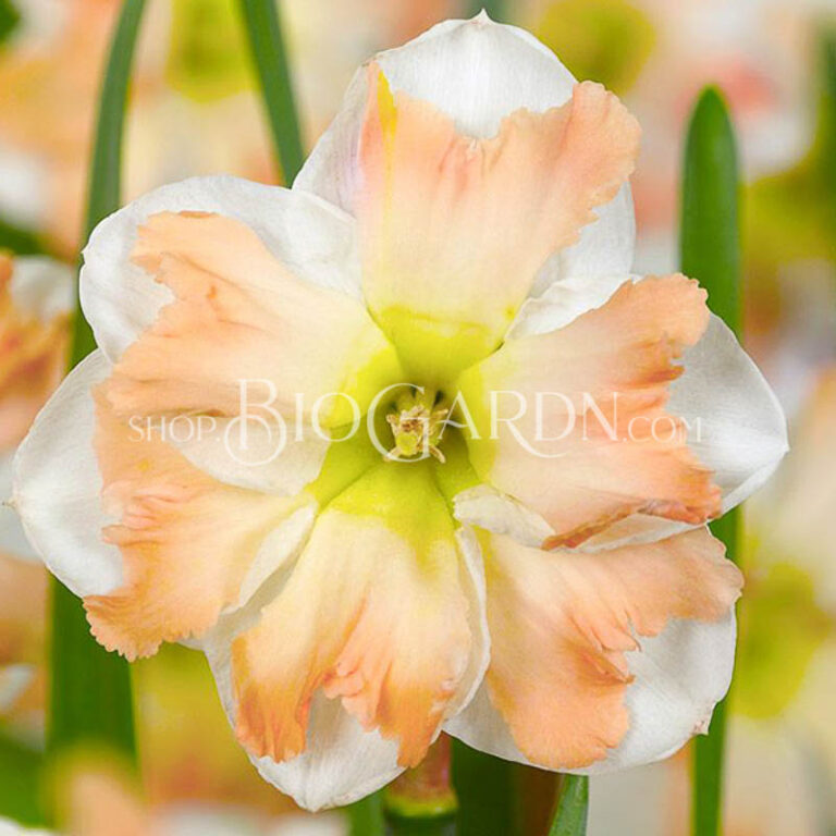 Нарцис Кум Лауде Narcissus (Daffodil) Cum Laude – Биогардн Магазин за ...
