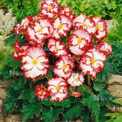 BEGONIA - CRISPA MARG. WHITE RED
