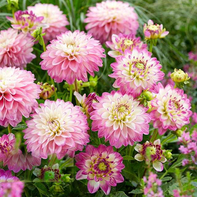 Dahlia Melody Dixie