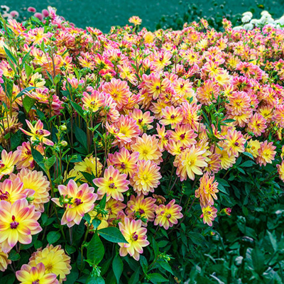 Decorative Dahlia Pacific Ocean