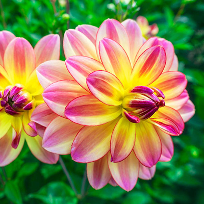 Decorative Dahlia Pacific Ocean