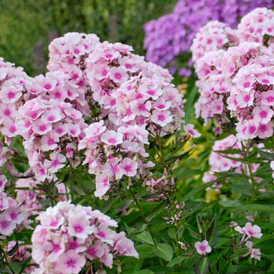 Phlox bright eyes