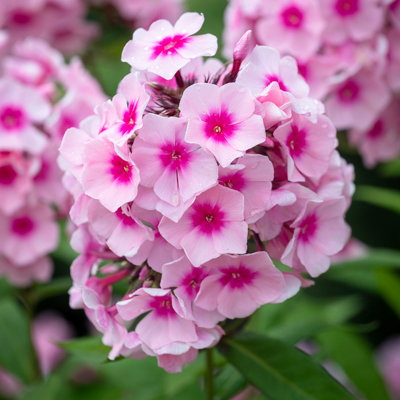 Phlox bright eyes3