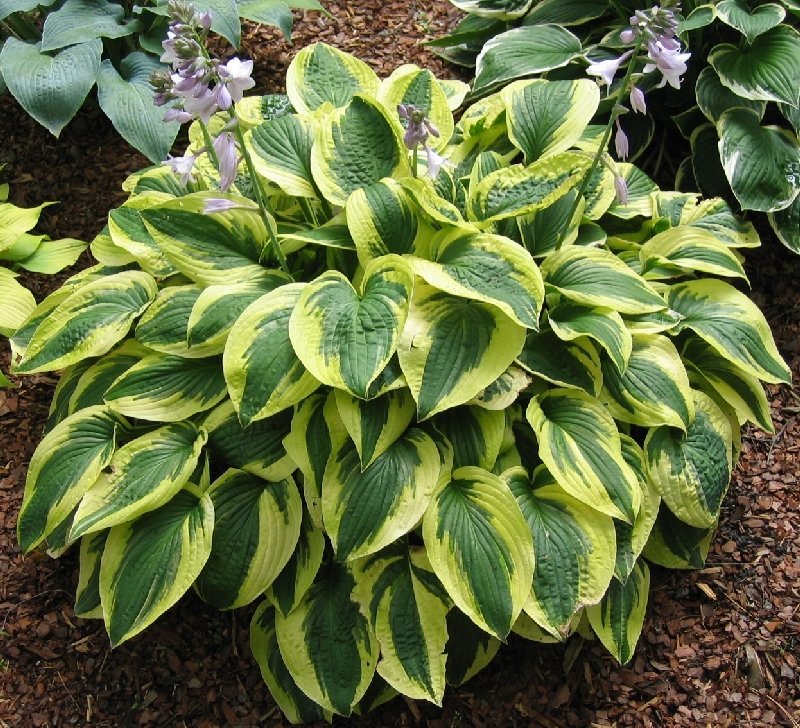Hosta Brim Cup