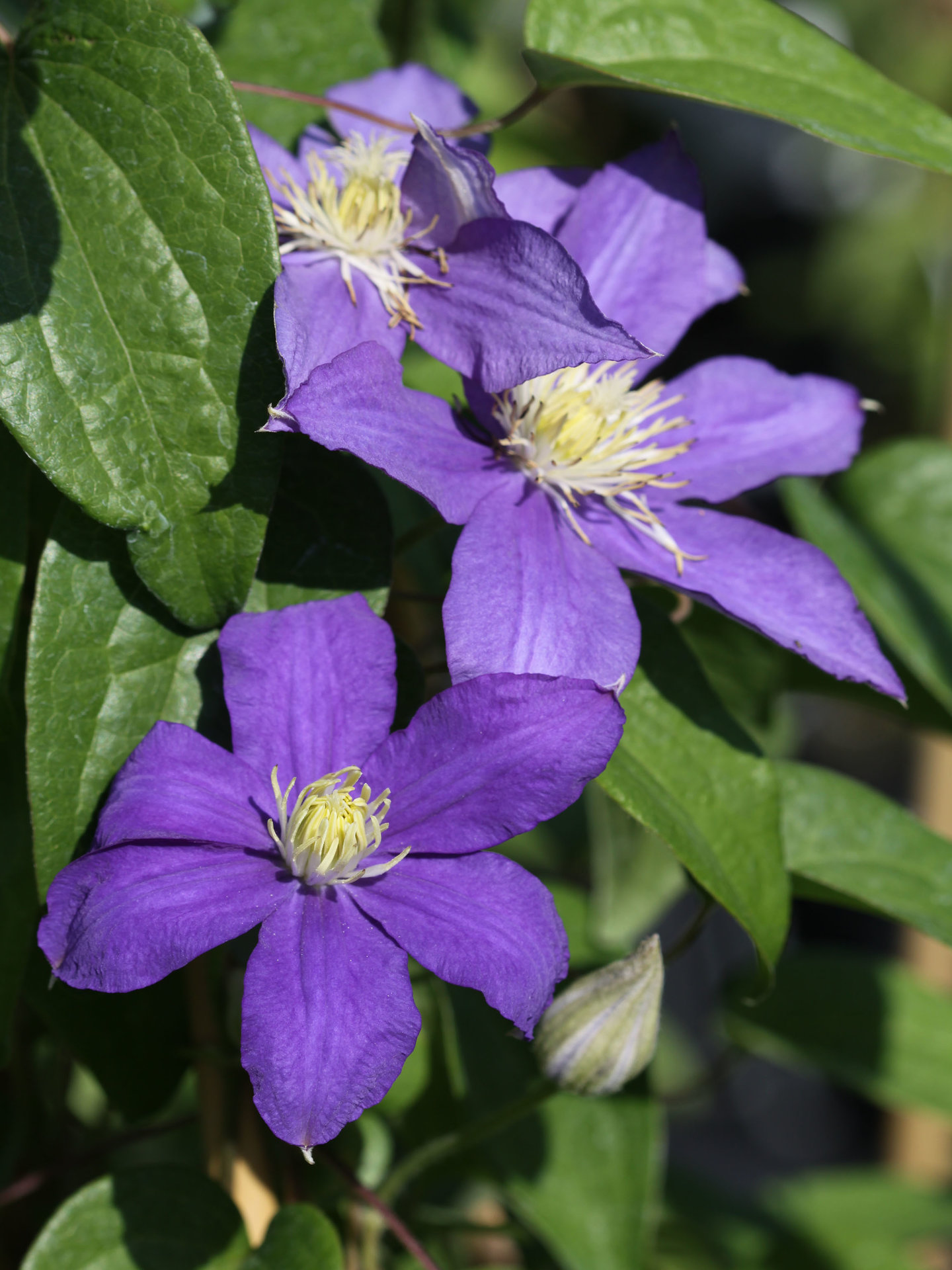 Clematis Beauty of Worcester