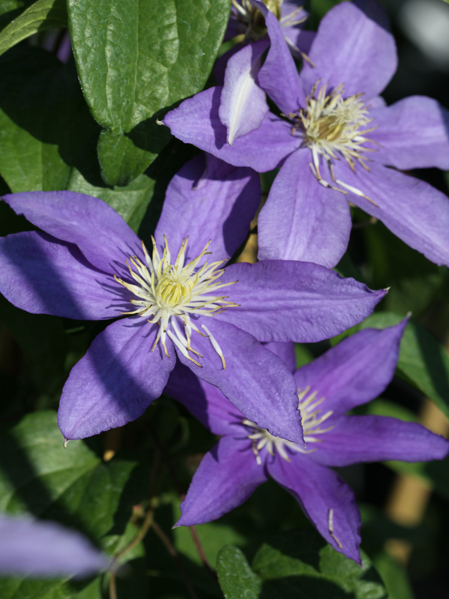 Clematis Beauty of Worcester