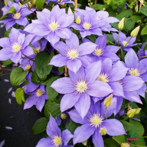 clematis-beauty-of-worcester