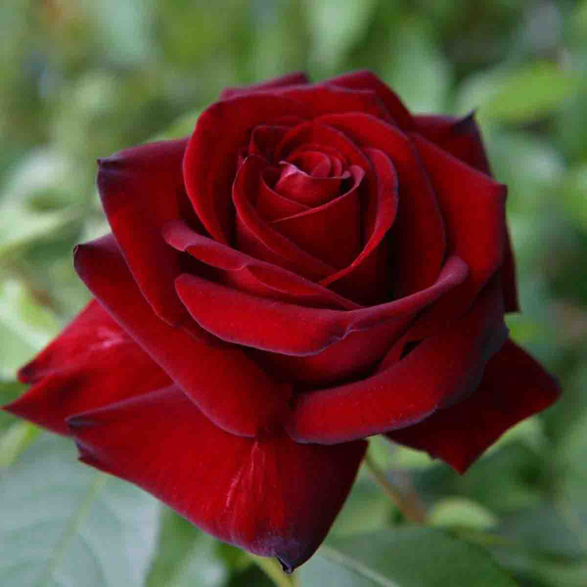 ingrid-bergman-роза