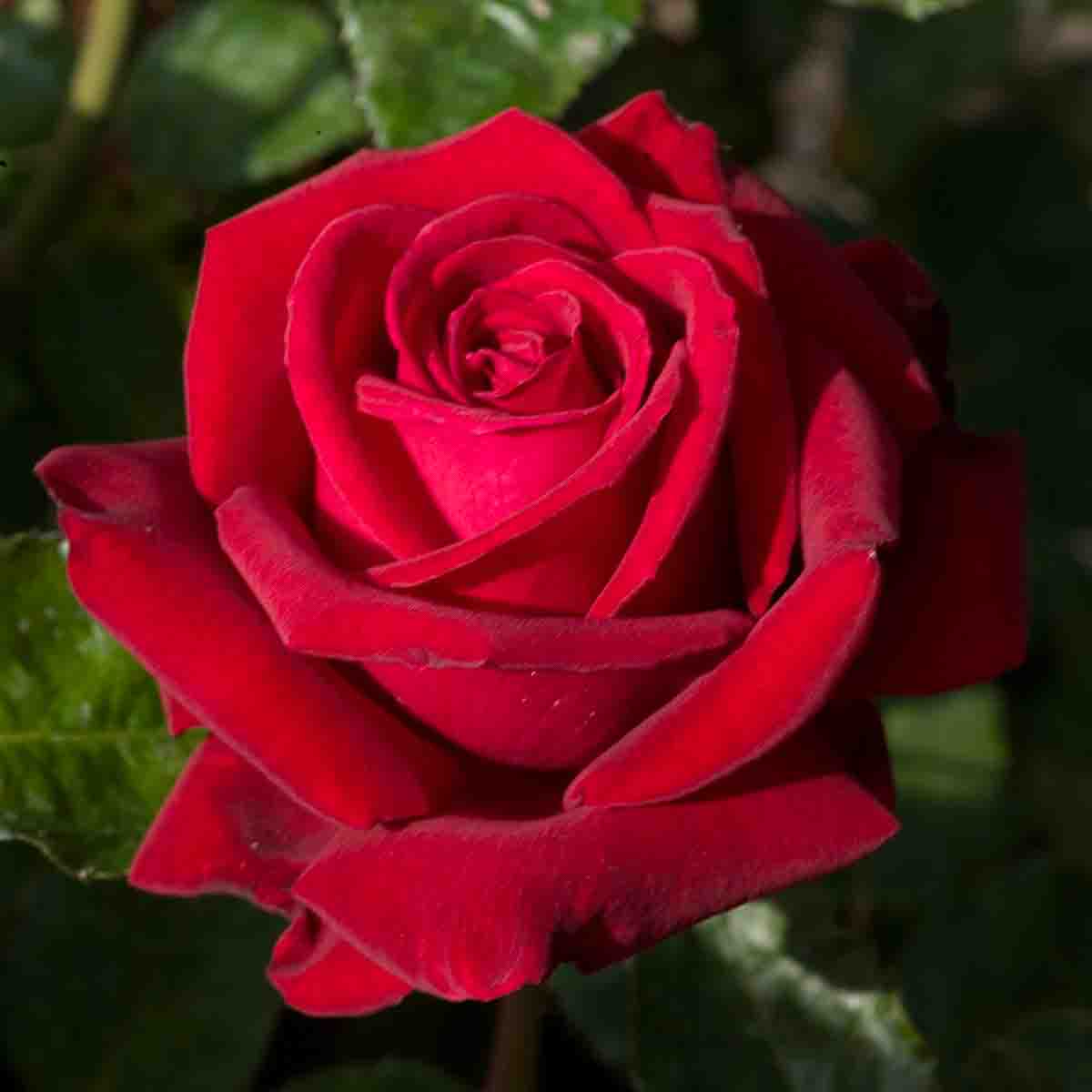 ingrid bergman роза