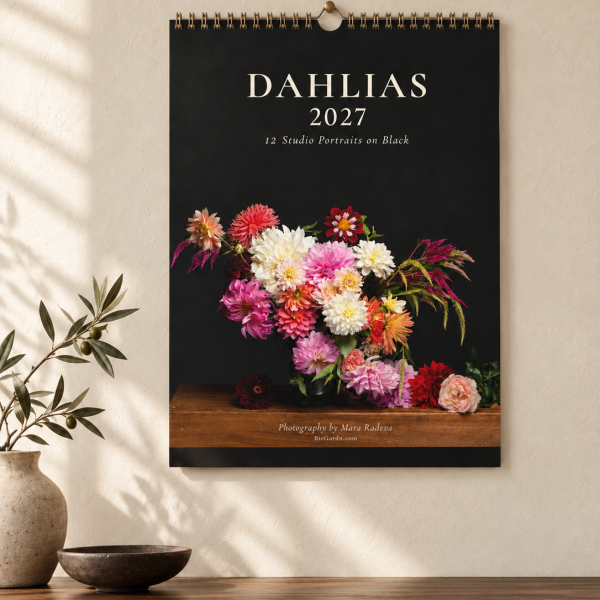 Dahlia Portraits 2027 | Авторски календар с далии