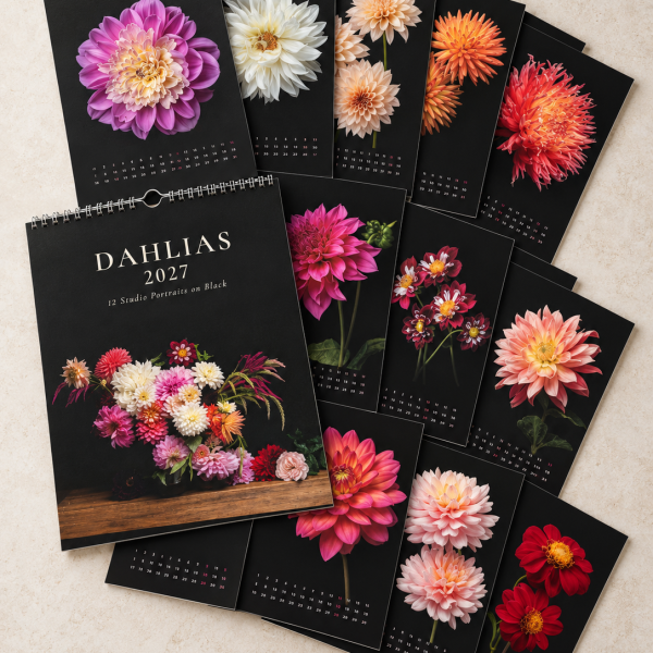 Dahlia Portraits 2027 | Авторски календар с далии